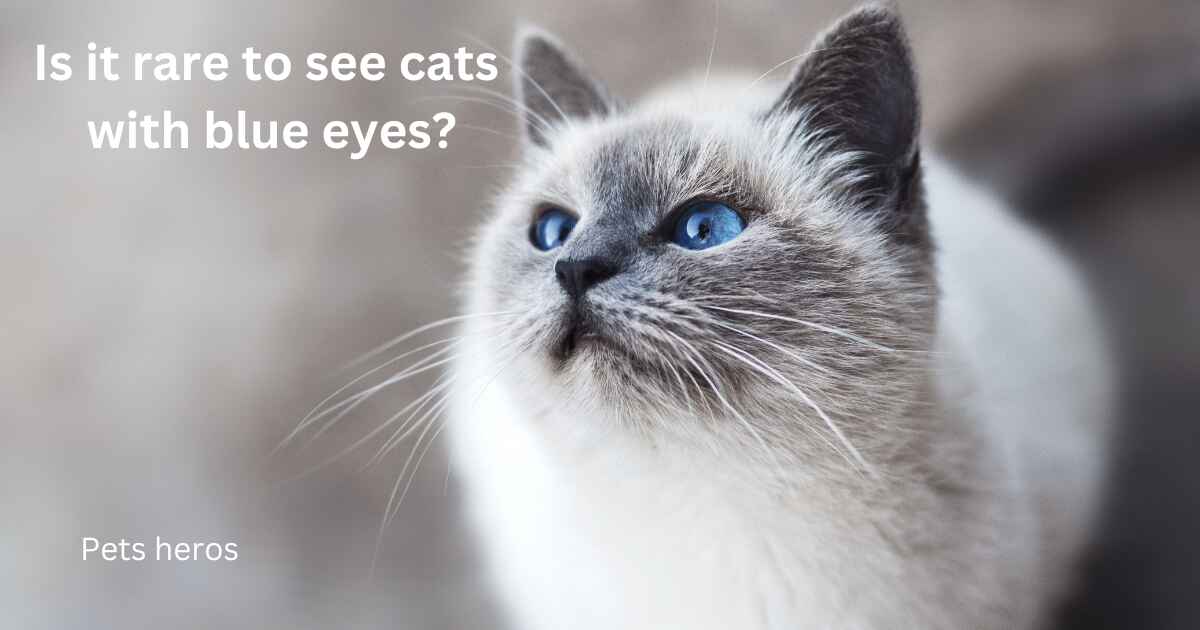 Is it rare to see cats with blue eyes?