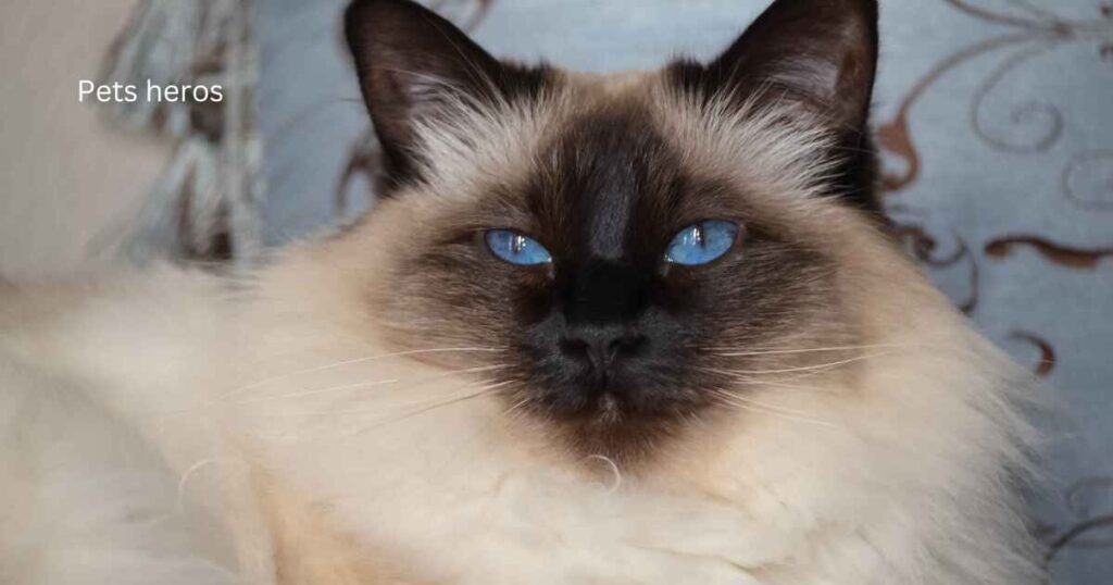 Is it rare to see cats with blue eyes?