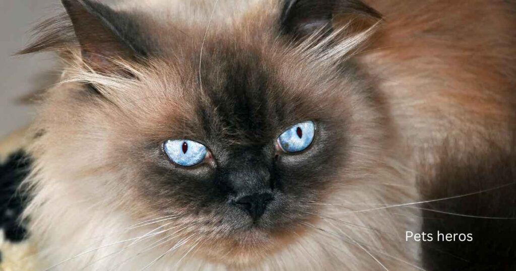 Is it rare to see cats with blue eyes?