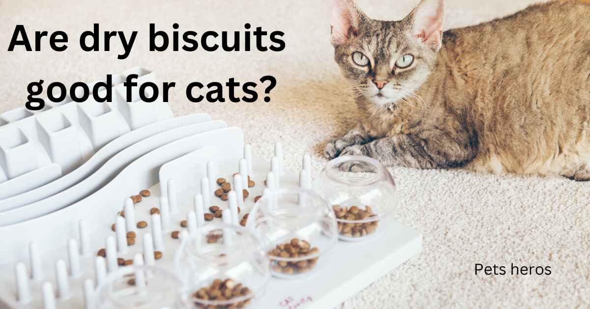 Are dry biscuits good for cats?