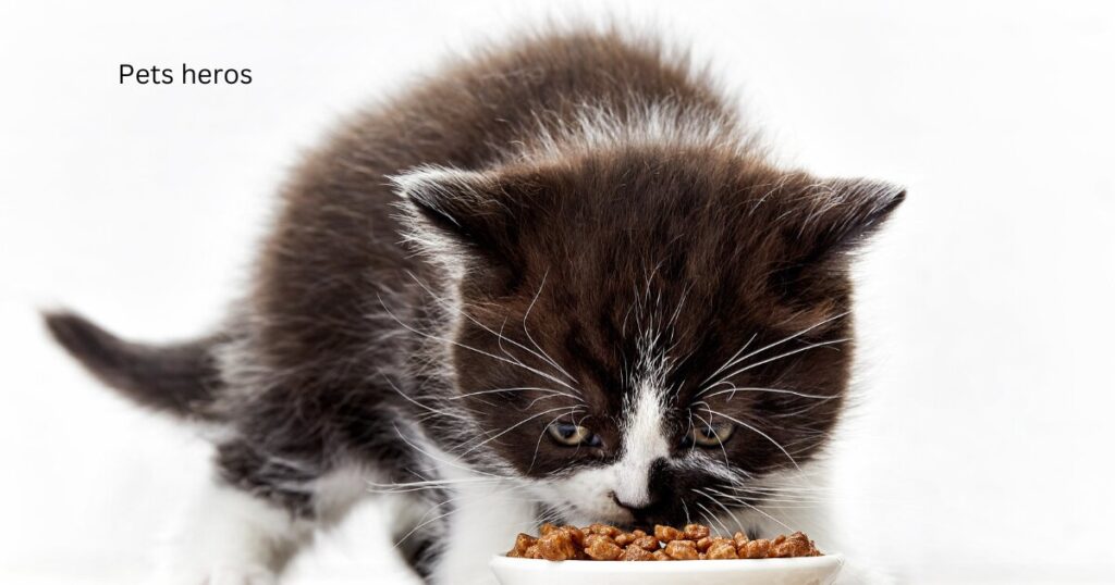 Can I mix dry kitten food with water?