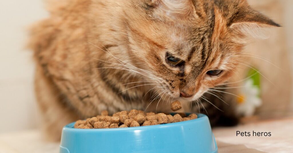 Can I mix dry kitten food with water?