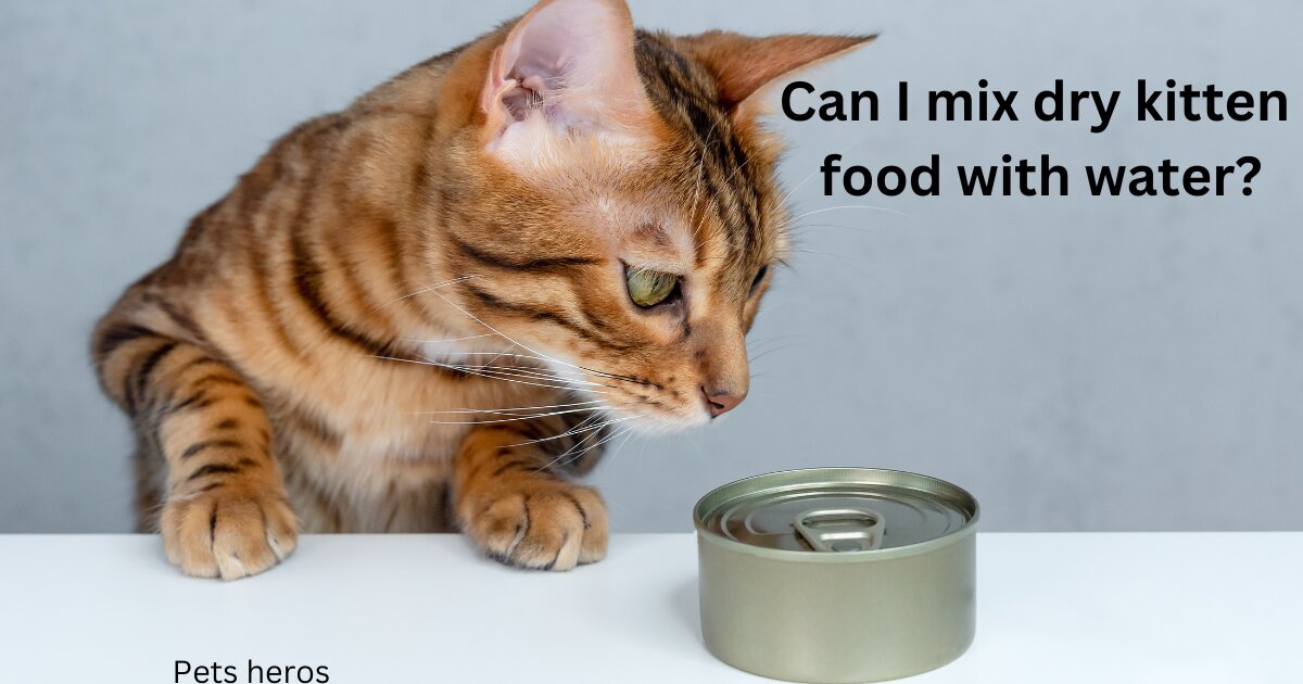 Can I mix dry kitten food with water?