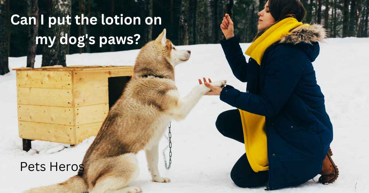 Can I put the lotion on my dog's paws?