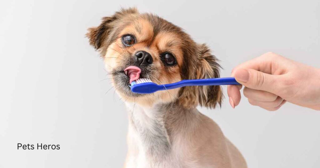 Can I use a regular toothbrush on my dog?