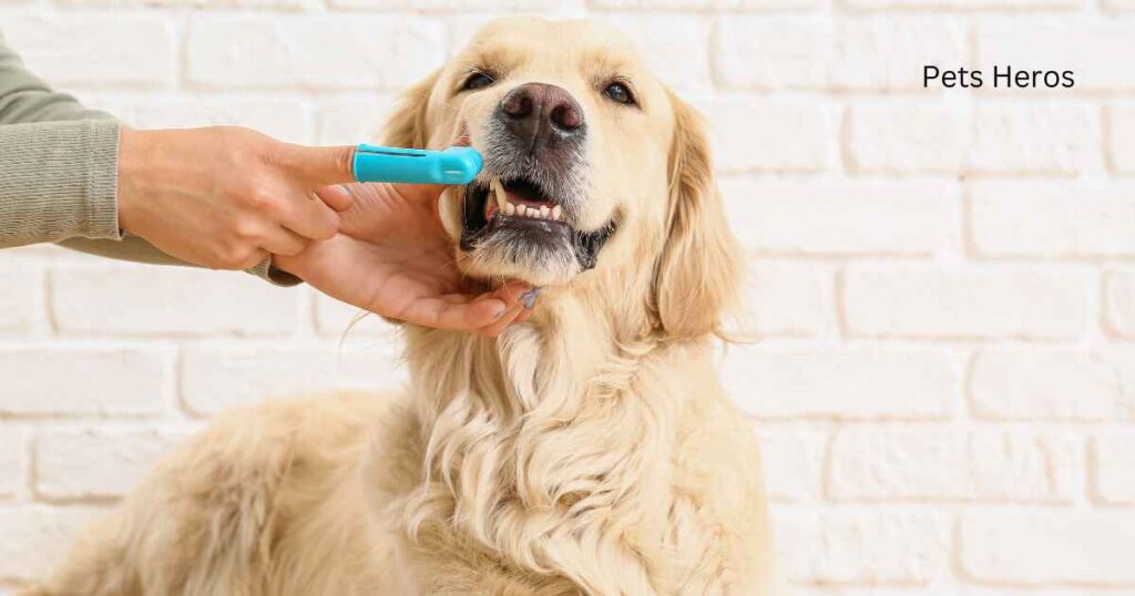 Can I use a regular toothbrush on my dog?