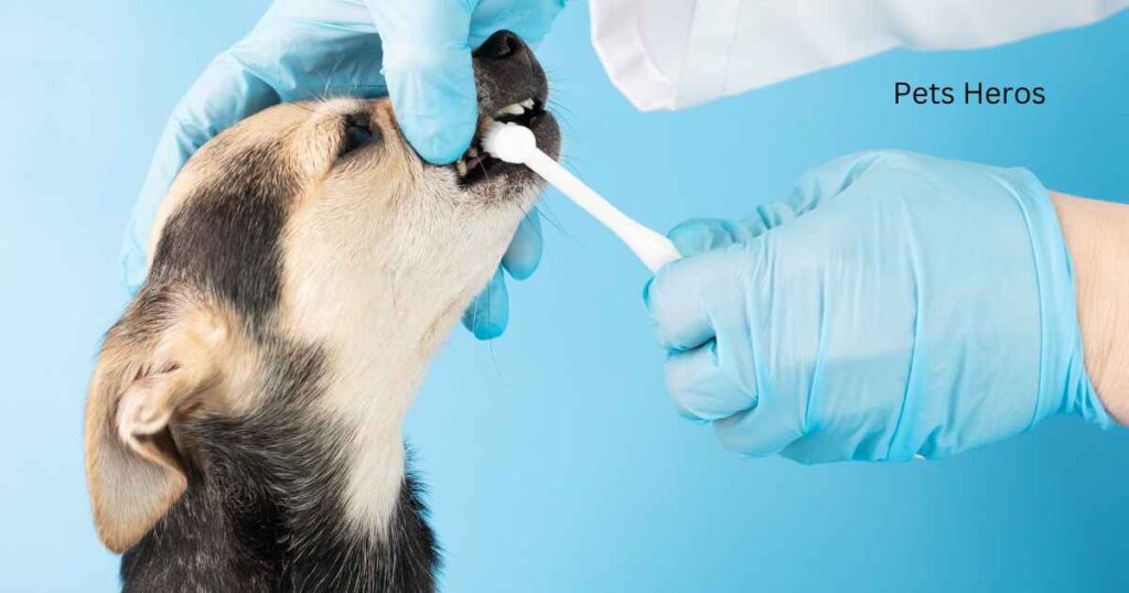 Can I use a regular toothbrush on my dog?