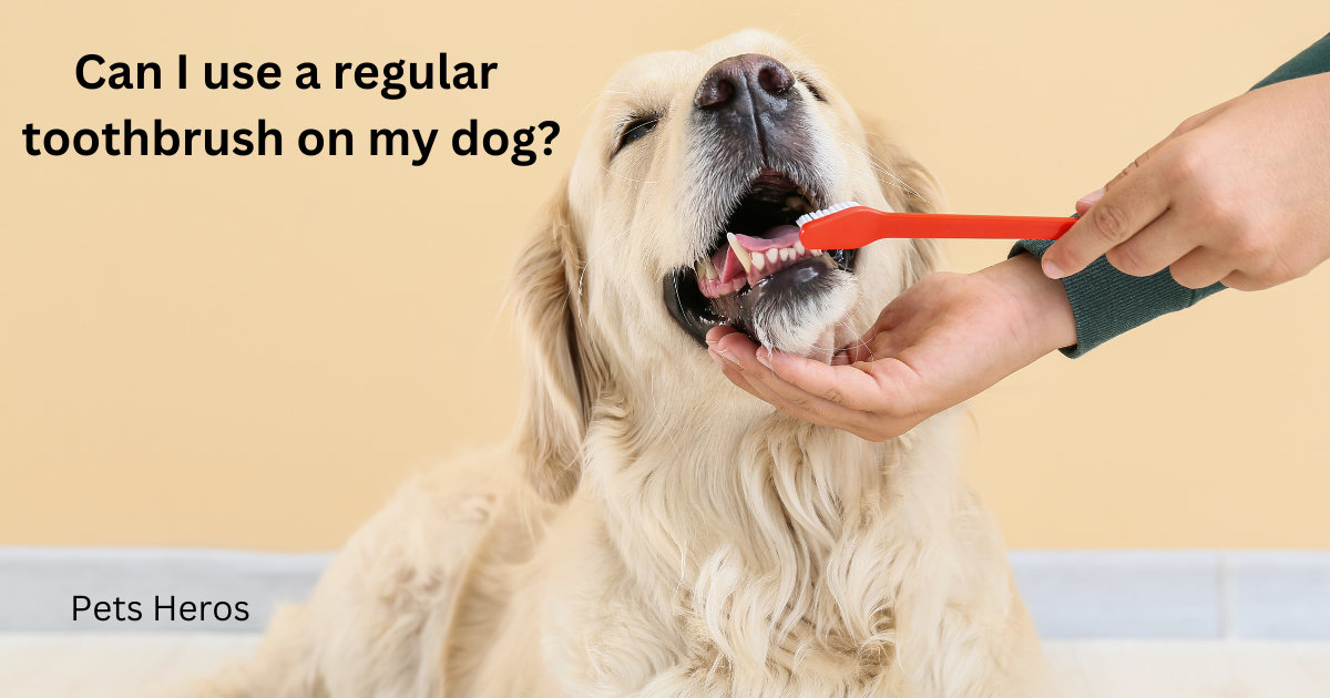 Can I use a regular toothbrush on my dog?