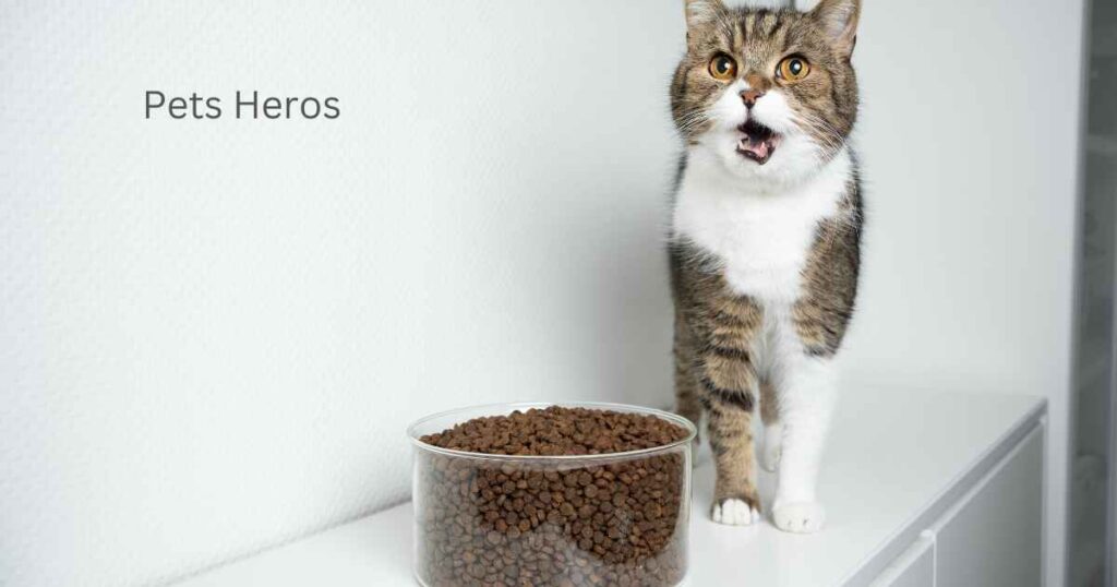 How do I choose dry food for my cat?