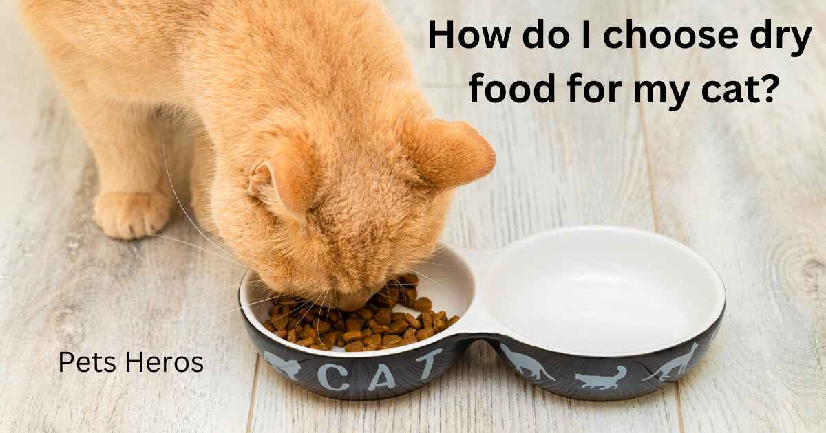 How do I choose dry food for my cat?