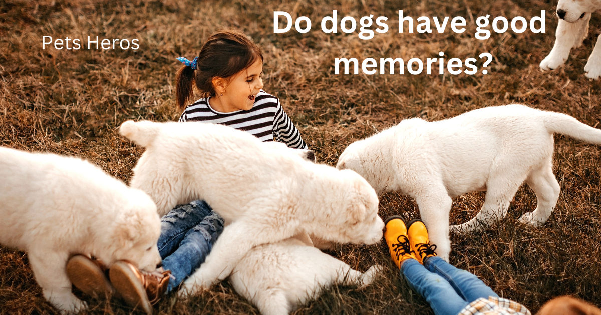 Do dogs have good memories?