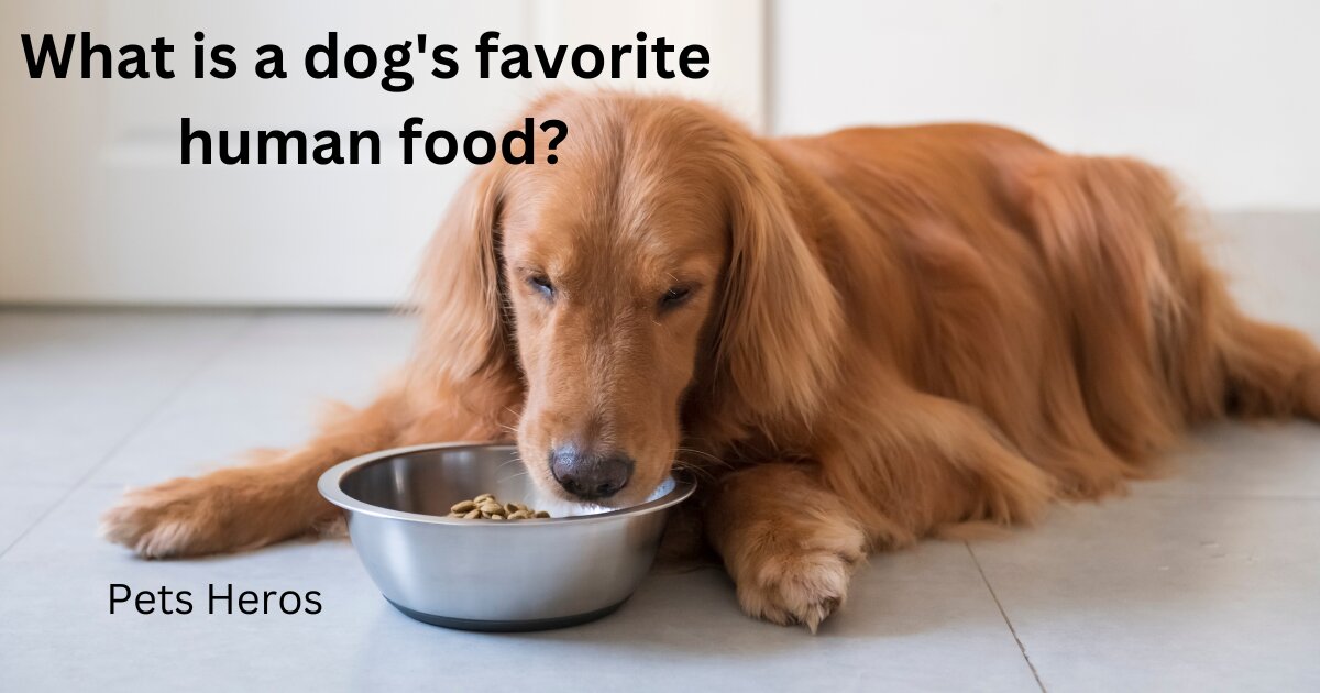 What is a dog's favorite human food?