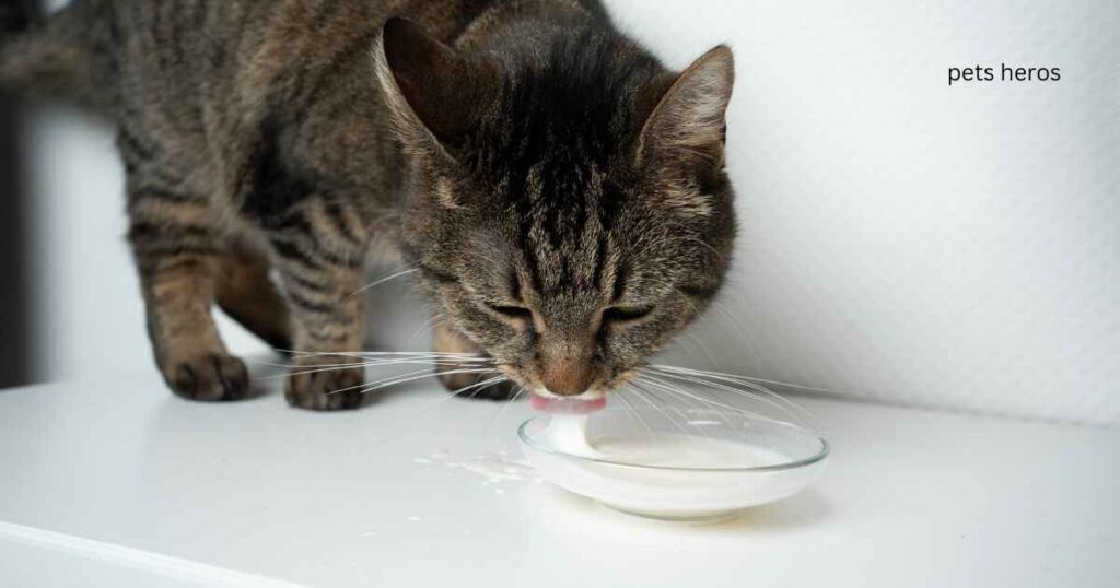 What kind of Milk is good for cats?