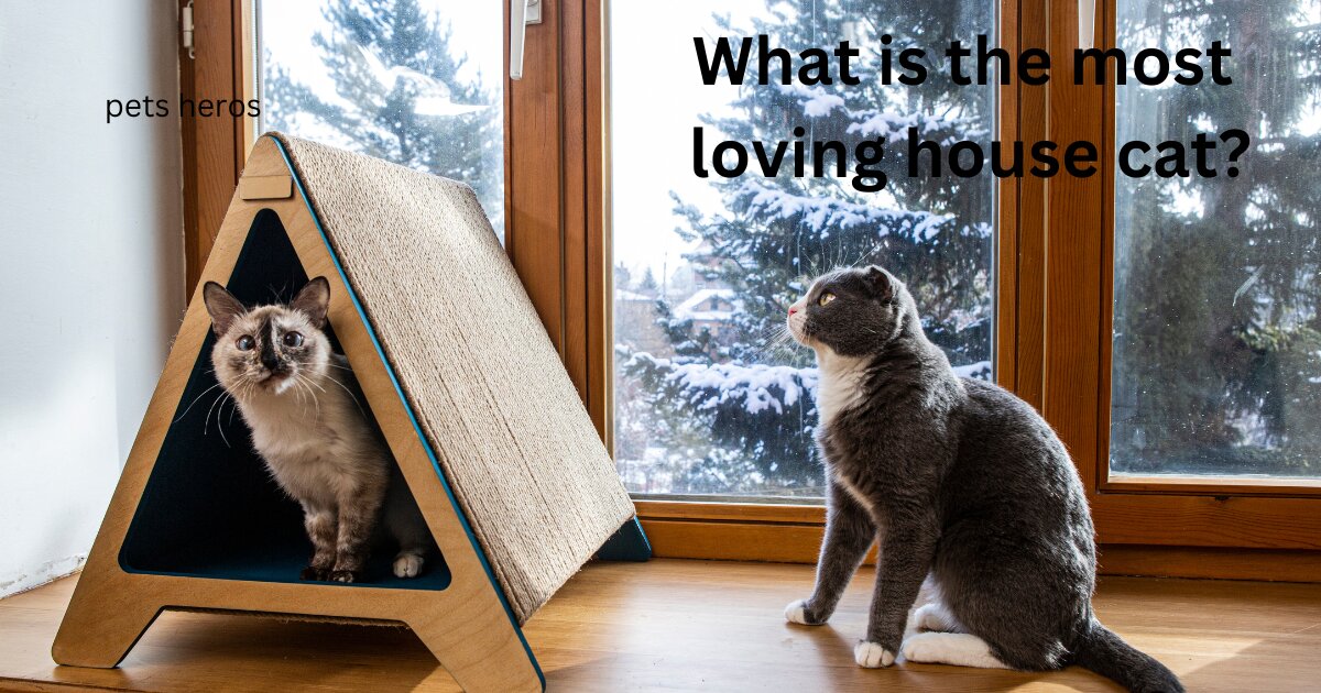 What is the most loving house cat?