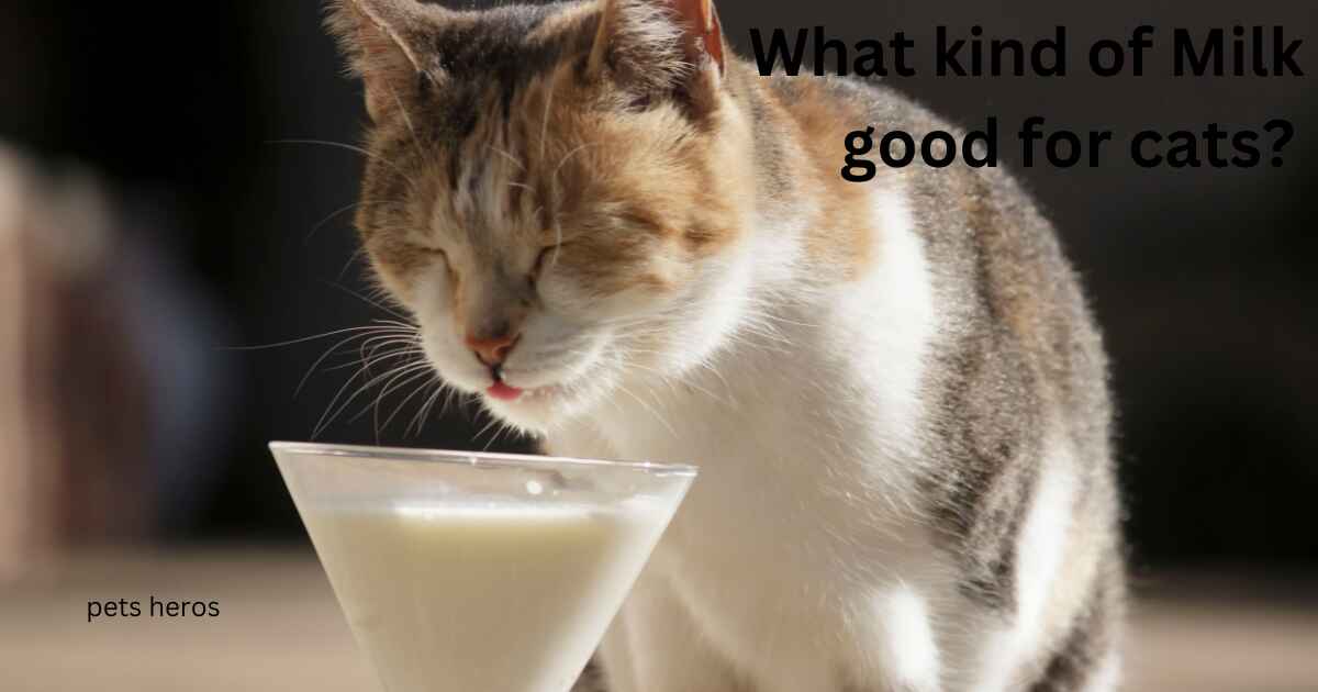 What kind of Milk is good for cats?