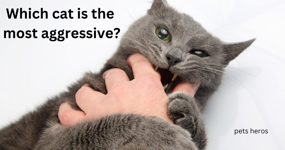 Which cat is the most aggressive?