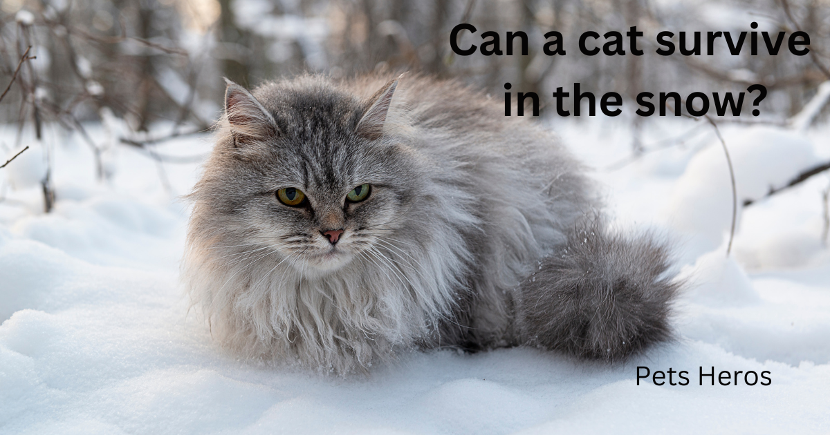 Can a cat survive in the snow?