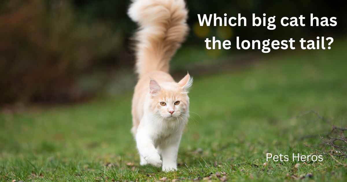 Which big cat has the longest tail?