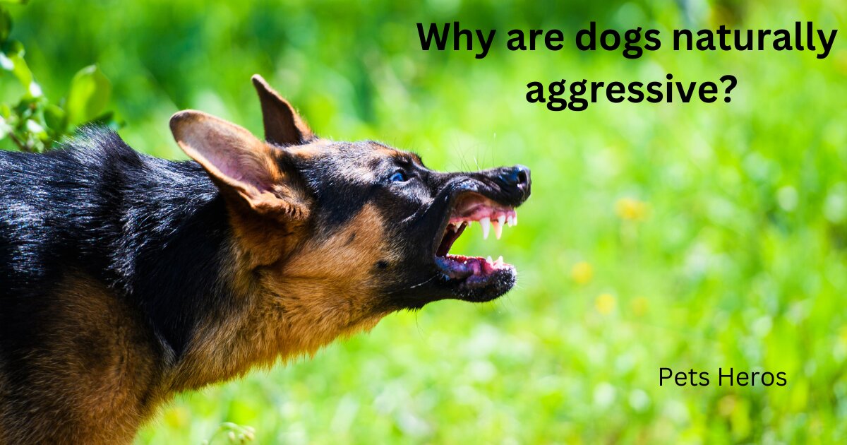 Why are dogs naturally aggressive?