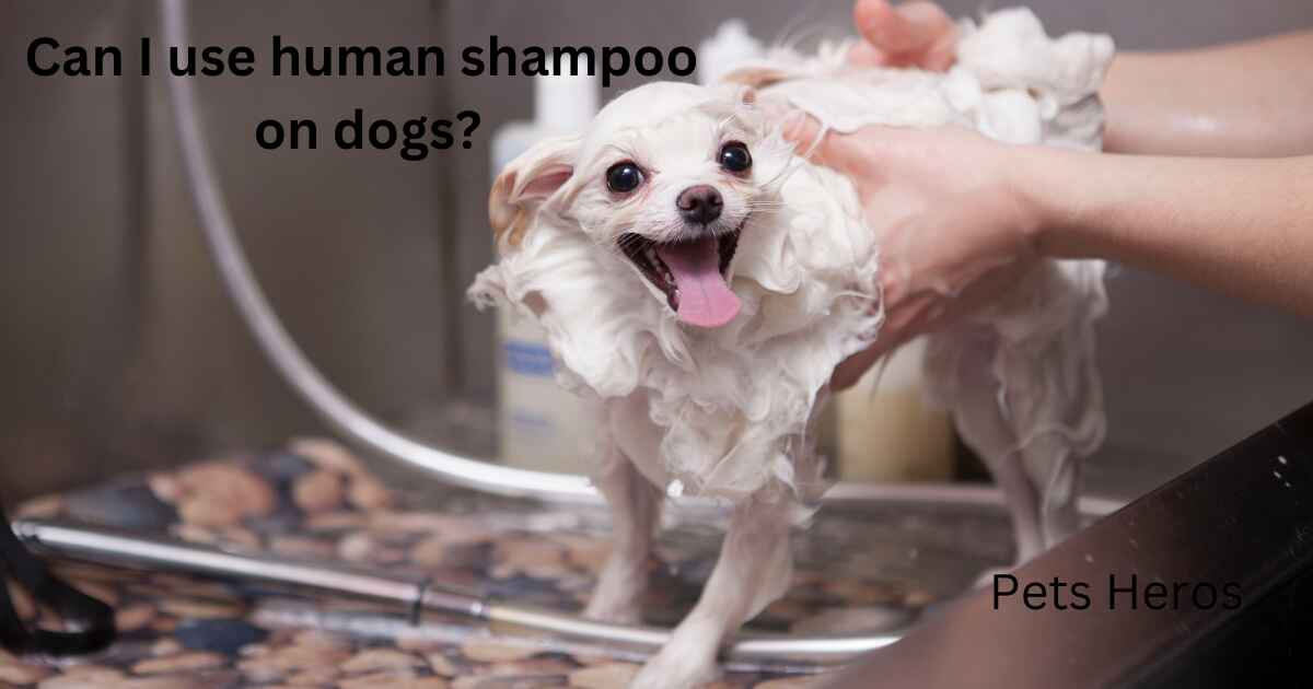 Can I use human shampoo on dogs?