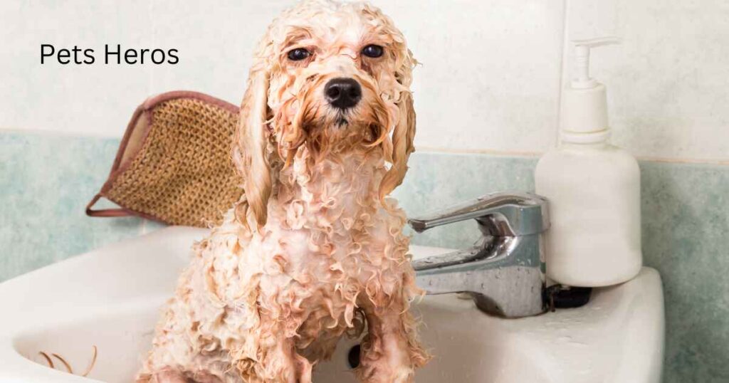 Can I use human shampoo on dogs?