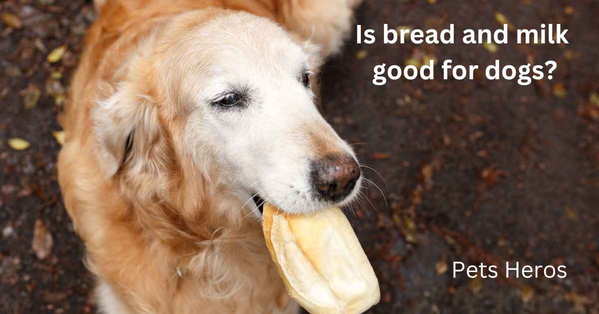 Is bread and milk good for dogs?