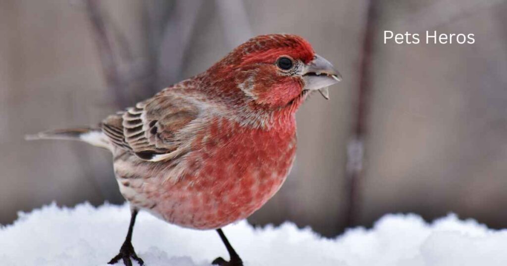 Which birds eat sunflower seeds?