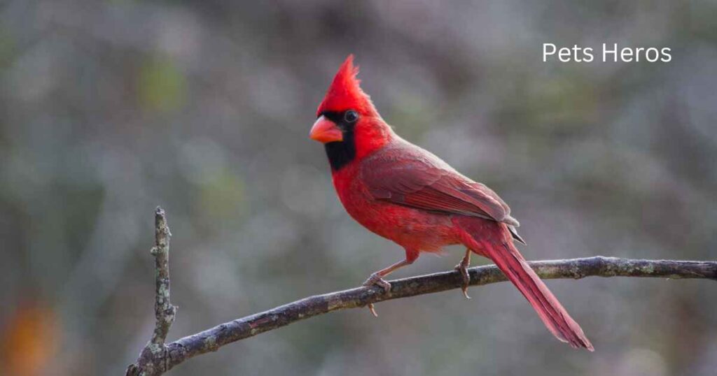 Which birds eat sunflower seeds?