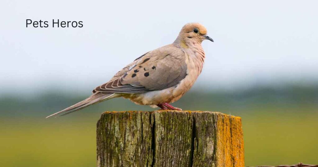 Which birds eat sunflower seeds?