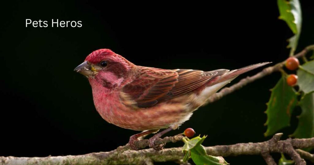 Which birds eat sunflower seeds?