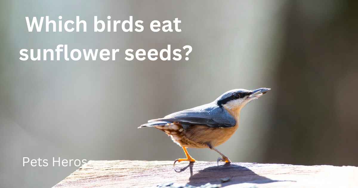 Which birds eat sunflower seeds?