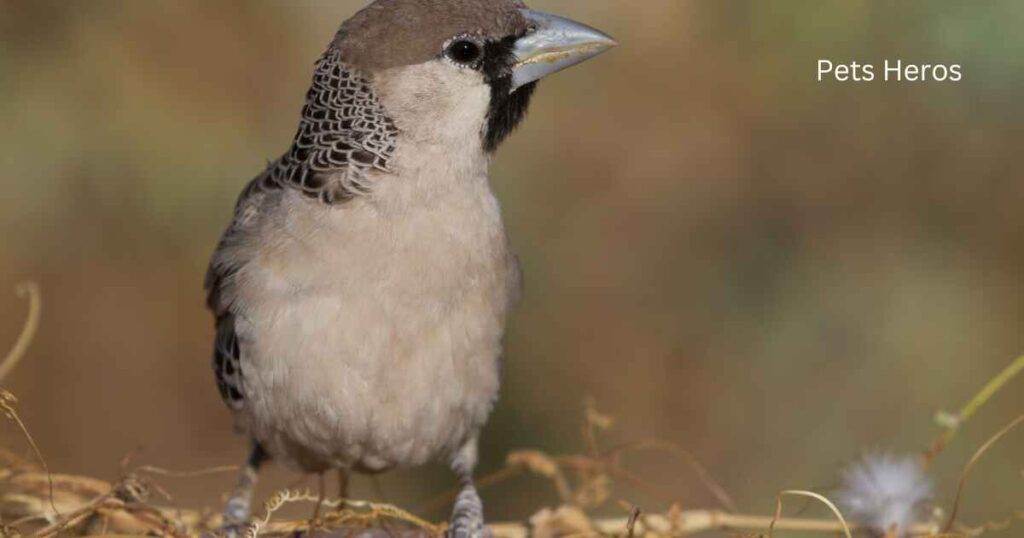 Which male bird weaves his nest?