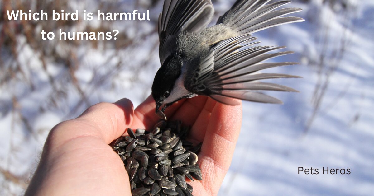 Which bird is harmful to humans?