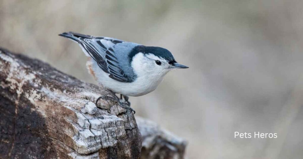 Which male bird weaves his nest?