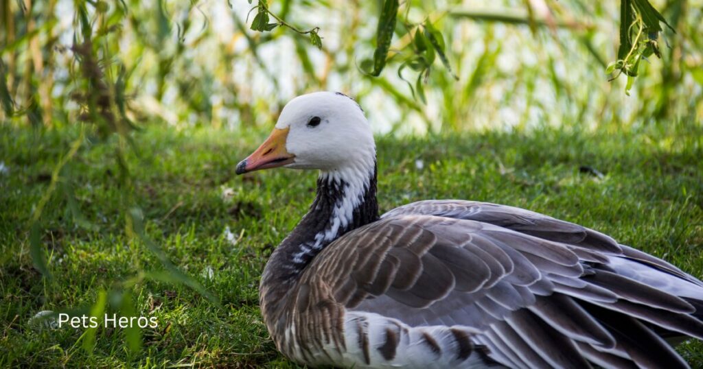 Which bird is harmful to humans?