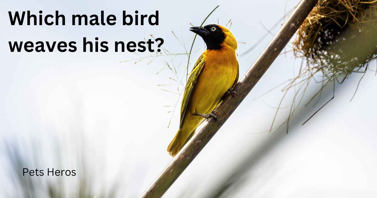 Which male bird weaves his nest?