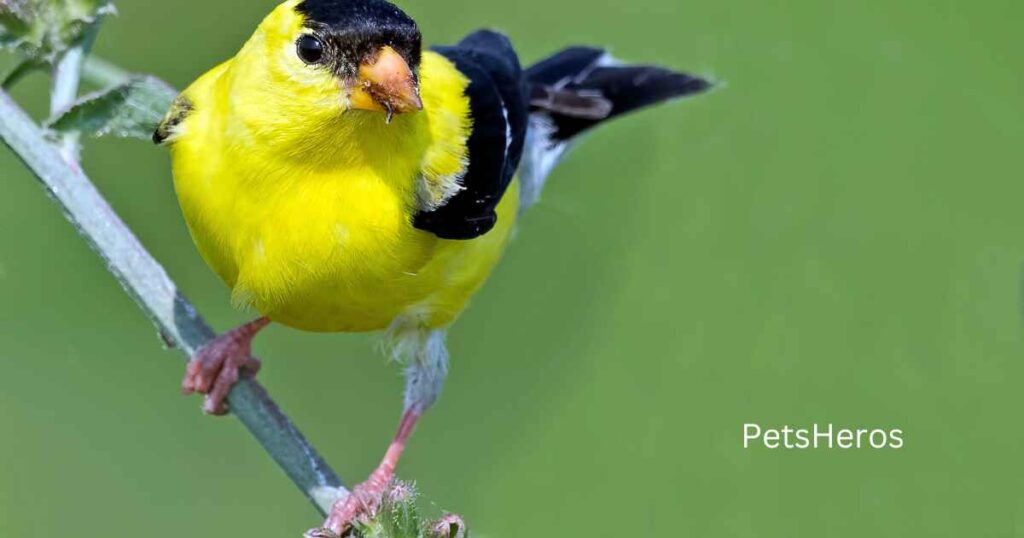 Will birds eat grass seed with fertilizer?