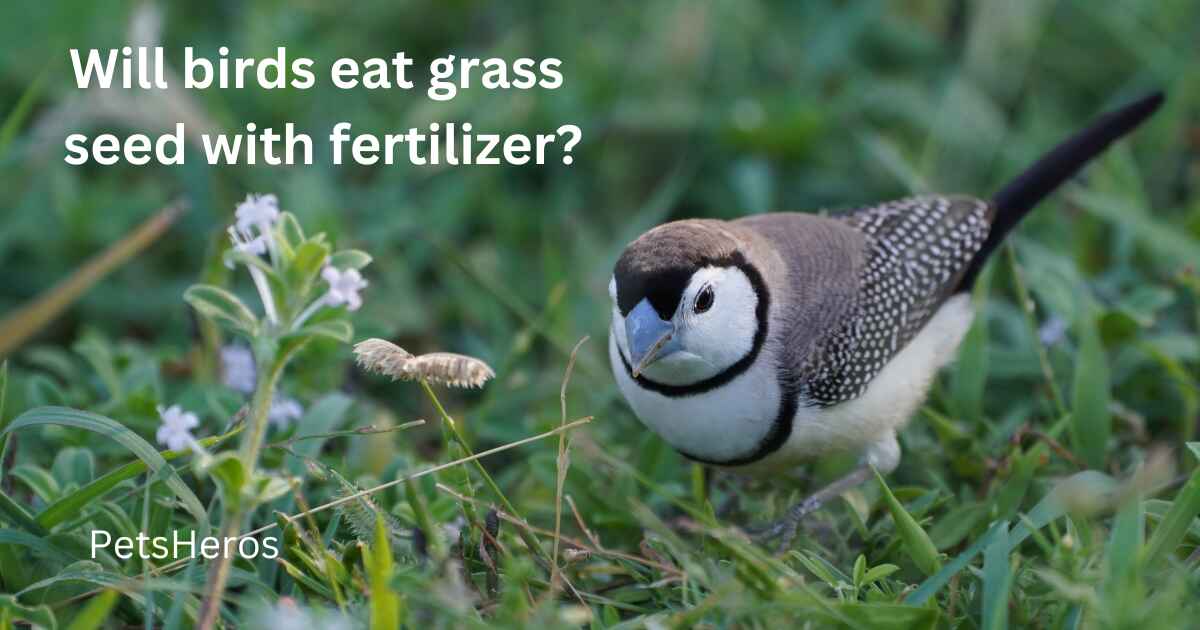 Will birds eat grass seed with fertilizer?